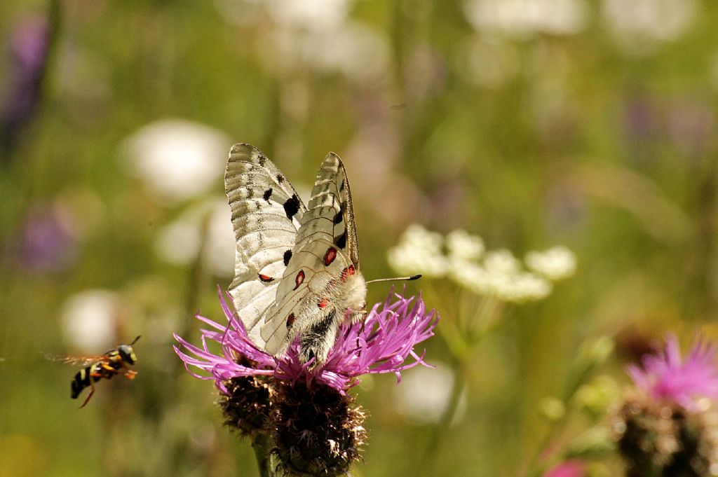 Parnassius apollo